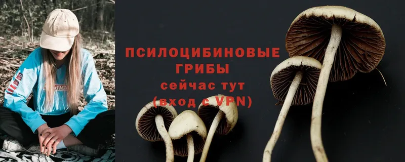 Галлюциногенные грибы Cubensis Белый